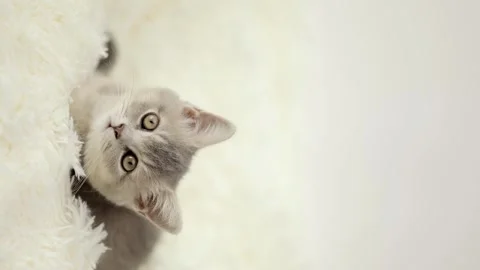 Cute gray kitten on a light background Vídeo Stock 255425237