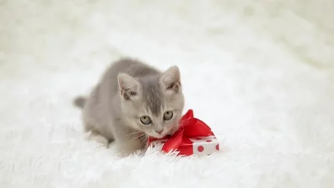Cute gray kitten on a light background 動画素材 255425773