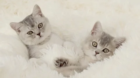 Cute gray kitten on a light background Vidéo 255426043