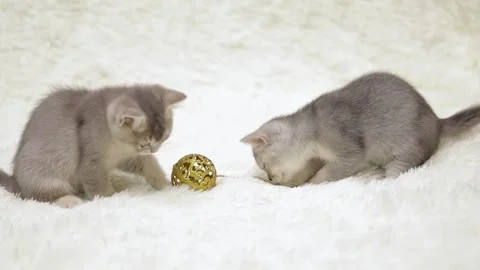 Cute gray kitten on a light background 動画素材 255426058