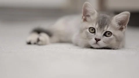 Cute gray kitten on a light background Vídeo Stock 255924506