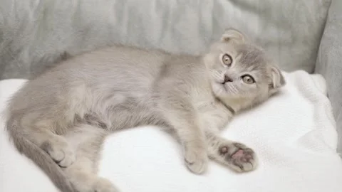 Cute gray kitten on a light background 스톡 동영상 255924534