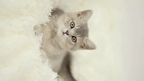 Cute gray kitten on a light background Vídeo Stock 255924888