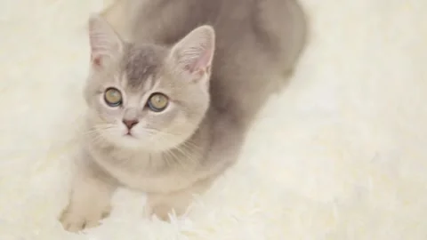 Cute gray kitten on a light background Stock Footage 255925089