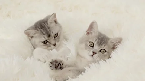 Cute gray kitten on a light background Stock Footage 255925352