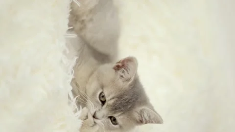 Cute gray kitten on a light background Vídeos de archivo 257666004