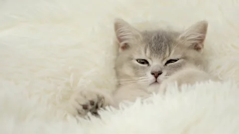 Cute gray kitten on a light background Vidéo 257666511
