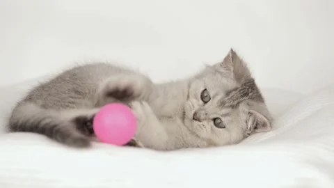 Cute gray kitten playing with a ball Stock Footage 242160132