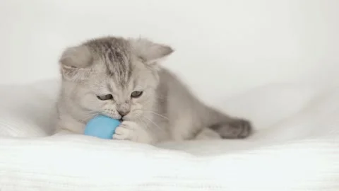 Cute gray kitten playing with a ball Video stock 242243460