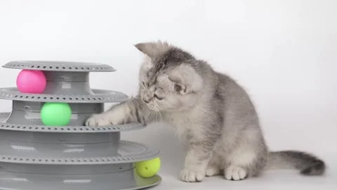 Cute gray kitten playing with balls Stock Footage 242160125