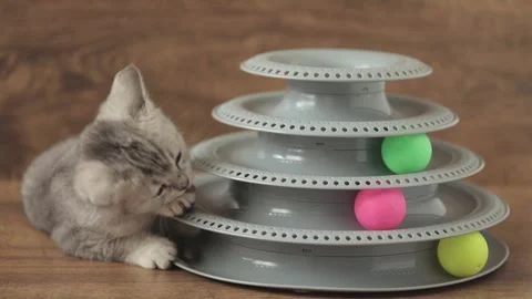 Cute gray kitten playing with balls 스톡 동영상 243444928