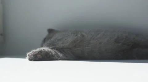 Cute gray kitten playing Stock Footage 40545254