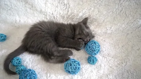 Cute gray kitten is playing Stock Footage 196158363