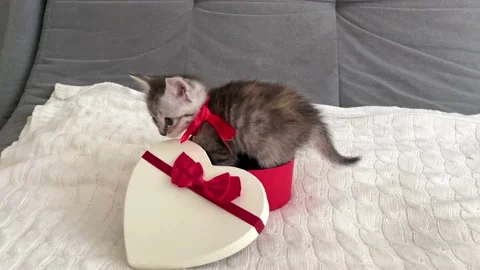 Cute gray kitten playing with a heart-shaped box, Stock Footage 238601780