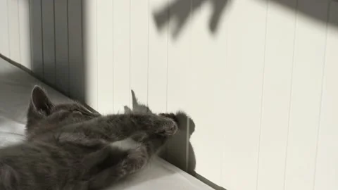 Cute gray kitten playing with his shadow at home. High quality 4k footage Stock Footage 208645262