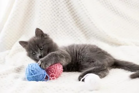 A cute gray kitten plays with multi-colored balls of wool. funny pets Stock Photos