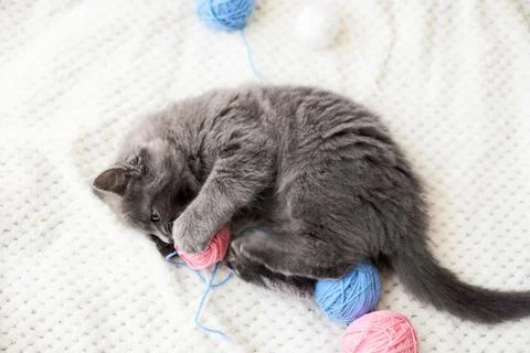 A cute gray kitten plays with multi-colored balls of wool. funny pets Stock Photos