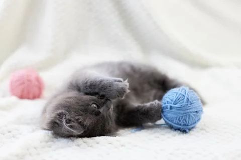 A cute gray kitten plays with multi-colored balls of wool. funny pets Stock Photos
