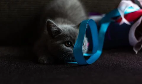 Cute gray kitten is preparing to jump on a bright ribbon for wrapping gifts. On Stock Photos