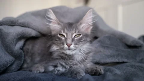 Cute gray kitten sits on a gray plaid. Stock Footage 163804863