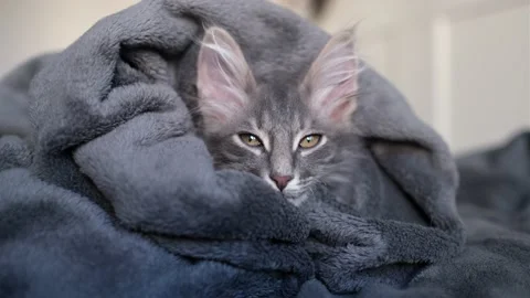 A cute gray kitten sits under a gray blanket. Stock Footage 163804869