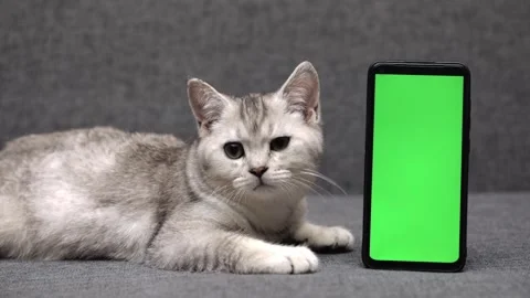 Cute gray kitten sitting next to green screen phone Video stock 245855536