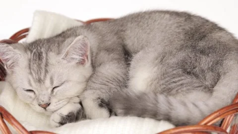Cute gray kitten sleep on a light background Stock-Footage 245631864