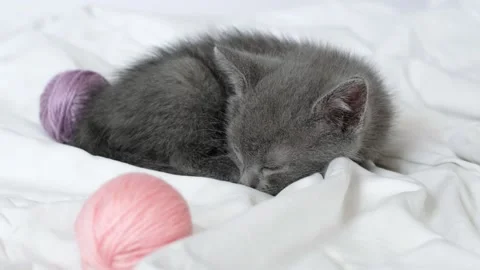 Cute gray kitten sleeping over white blanket looking at camera with balls skeins Stock Footage 196555339