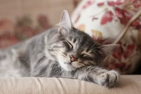 Cute gray kitten sleeping on sofa Stock Photos