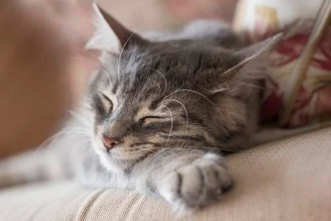 Cute gray kitten sleeping on sofa Stock Photos