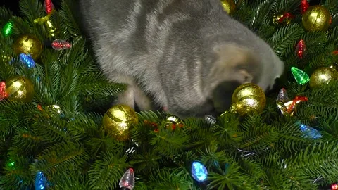 Cute gray kitten surrounded by Christmas decorated Christmas tree branches Stock Footage 251976772