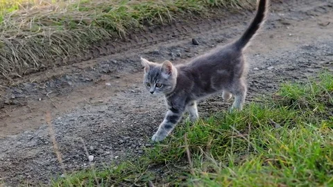 Cute gray kitten walking in a sunlit country road 動画素材 81165035