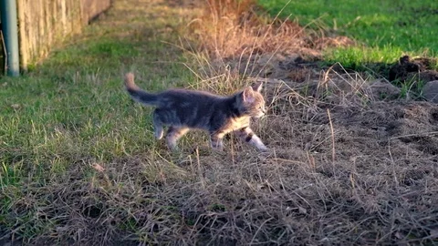 Cute gray kitten walking in a sunlit field 動画素材 81165042