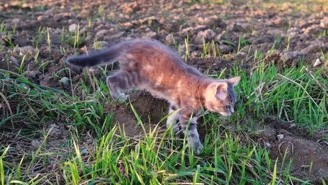 Cute gray kitten walking in a sunlit field 動画素材 81165063