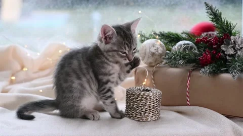 Cute gray kitten washes himself next to white alarm clock on front of christmas  Stock Footage 208644340
