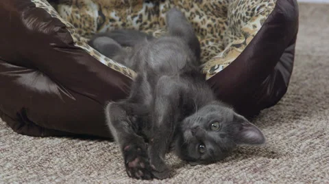 Cute gray kitten yawning and stretching in cat bed Stock Footage