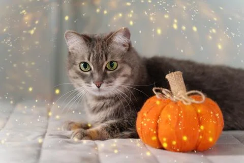 A cute gray kitty is lying on the bed next to a pumpkin. Halloween holiday Stock Photos