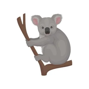 Cute gray koala sitting on tree branch. Australian marsupial animal. Wildlife 스톡 일러스트