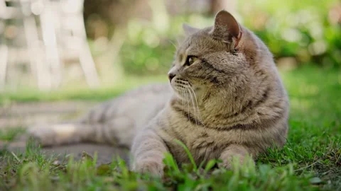 Cute gray lazy cat lying on the green lawn and curiously looking around Stock-Footage 155414176