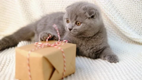 Cute gray liittle kitten playing with gift box Christmas decoration,slow motion Video stock 165985976
