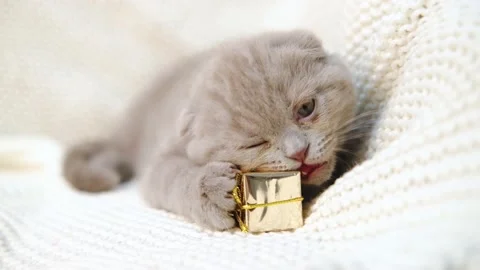 Cute gray liittle kitten playing with gift box Christmas decoration,slow motion Stock Footage 165986010