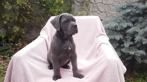 Cute gray puppy Cane Corso sit in a chair on a pink bedspread in the garden Stock Footage 167884856