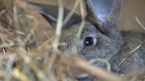 A cute gray rabbit is lying on the hay Video stock 120541041