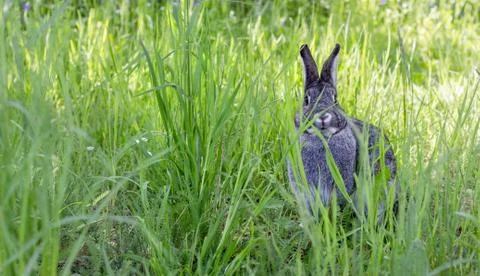 Cute, gray rabbit Stock Photos