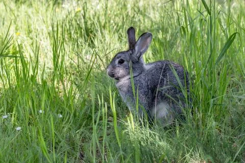 Cute, gray rabbit Stock Photos