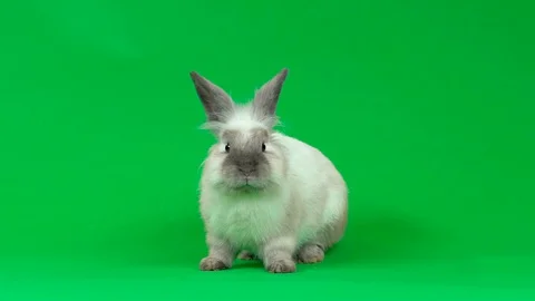 Cute gray rabbit sniffing and looking around on green background at studio. Slow Stock Footage