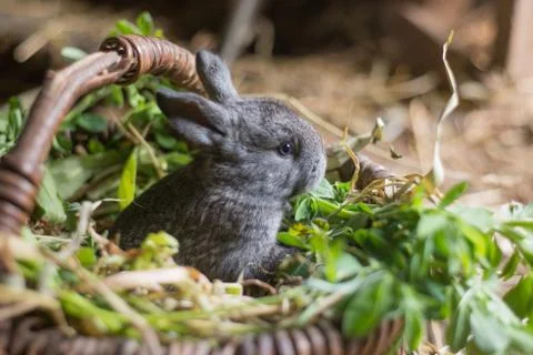 Cute gray rabbit in a wicker basket with grass Stock Photos