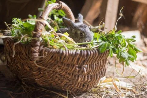 Cute gray rabbit in a wicker basket with grass Stock Photos