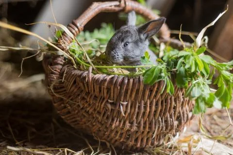 Cute gray rabbit in a wicker basket with grass Stock Photos