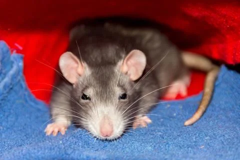 Cute gray rats small with big ears long mustache hiding under a rug sits watc Stock Photos